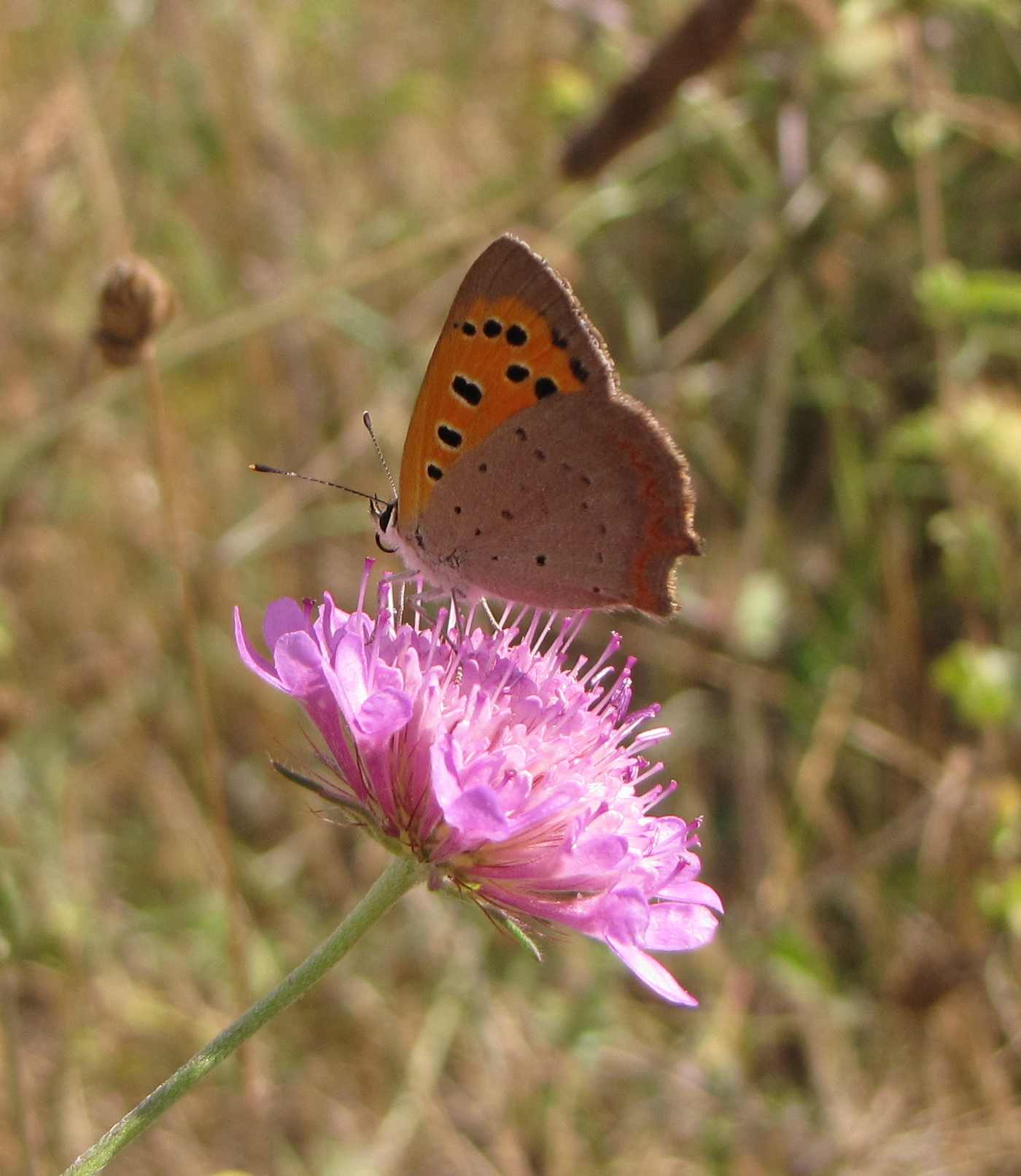 farfalla della Riserva insugherata